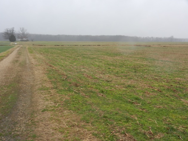 SlaughterPen-Gibbon01