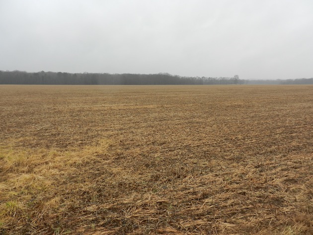 SlaughterPen-Gibbon02