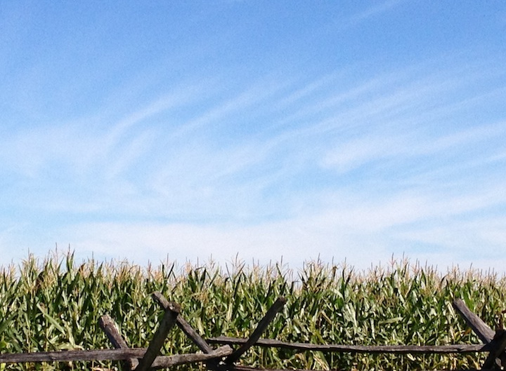 Antietam-Cornfield