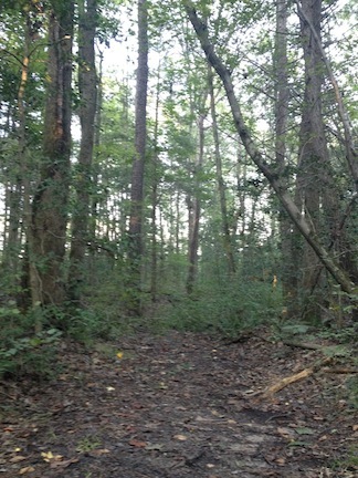 The original road trace that led down to Ox Ford