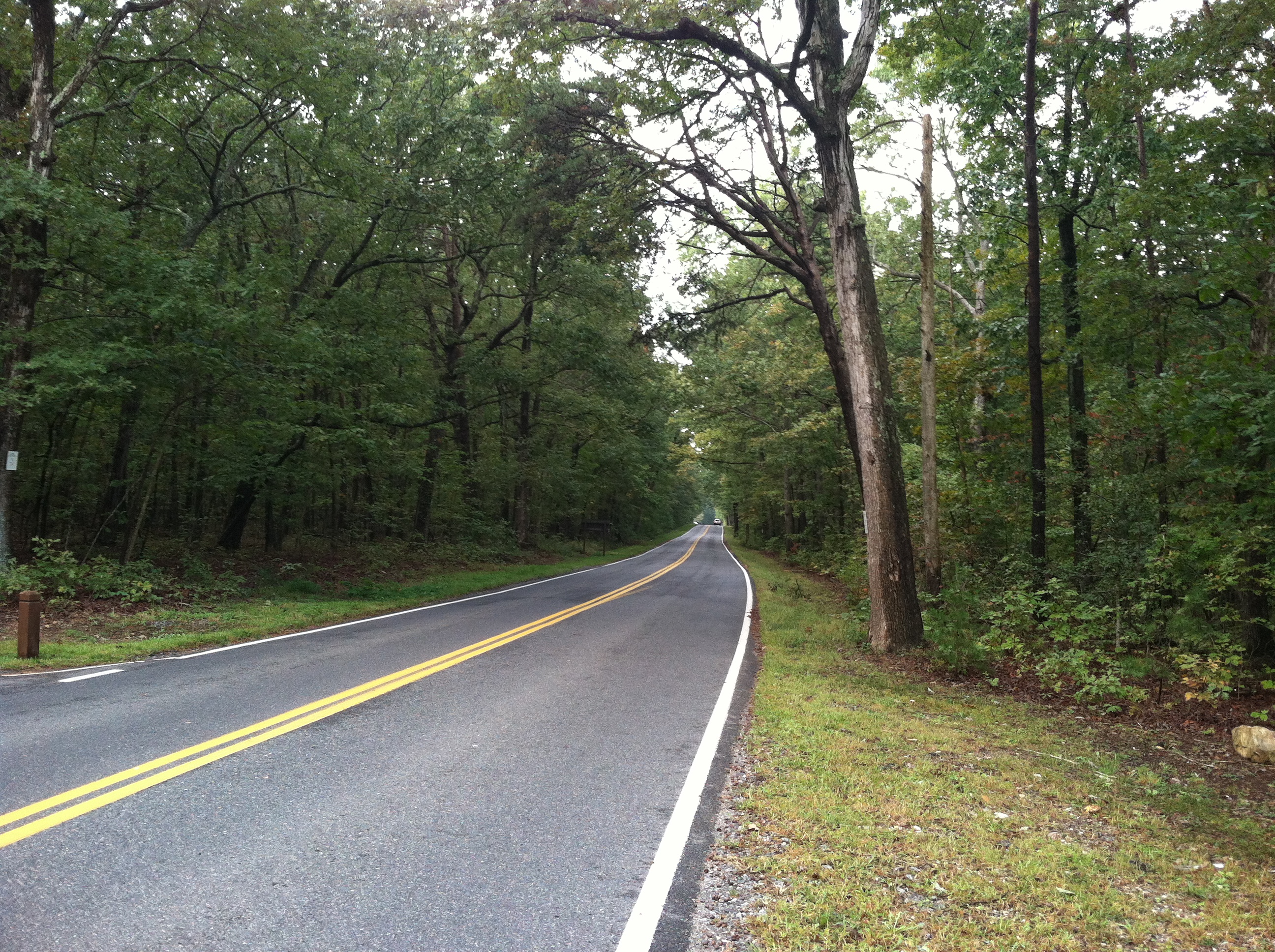 The vicinity of Abbott's wound in the Wilderness, along the Orange Plank Road. 