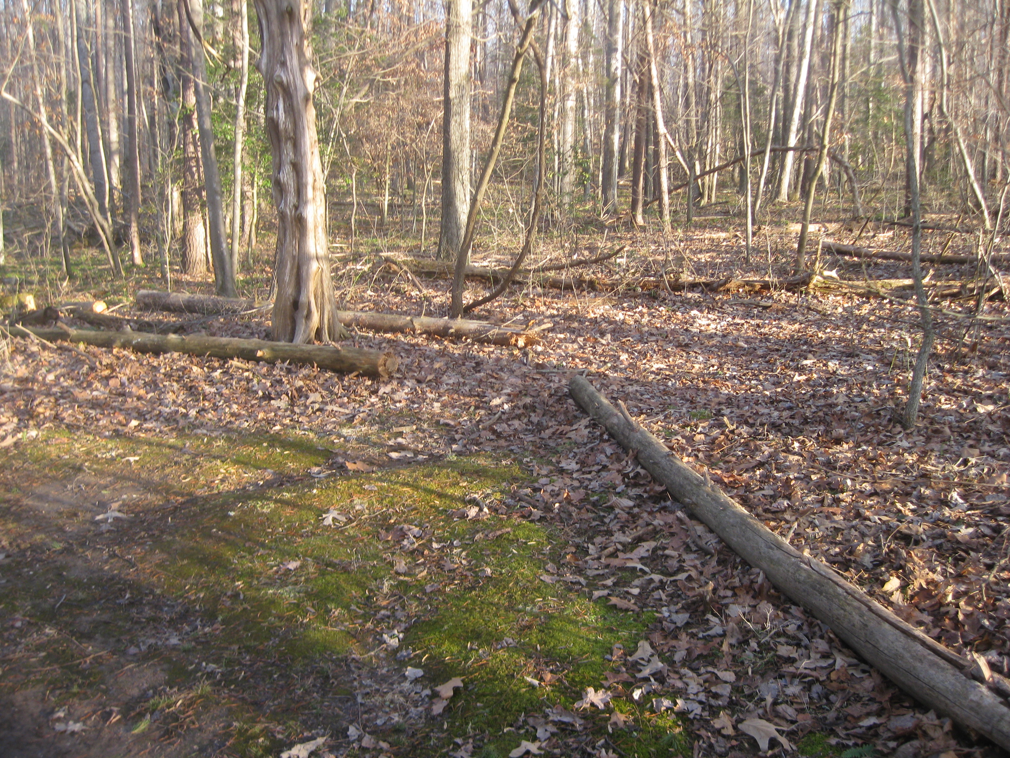 Grant's Headquarters in the Wilderness