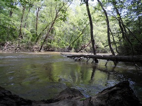Along the riverbank of the North Anna River, looking toward Ox Ford