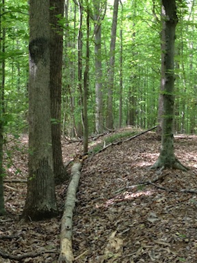 The Park Service has called Stevenson Ridge's earthworks among the best-preserved fortifications in private ownership.