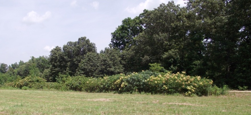 Heavy underbrush helps preserve the remnants of the Union earthworks west of the railroad