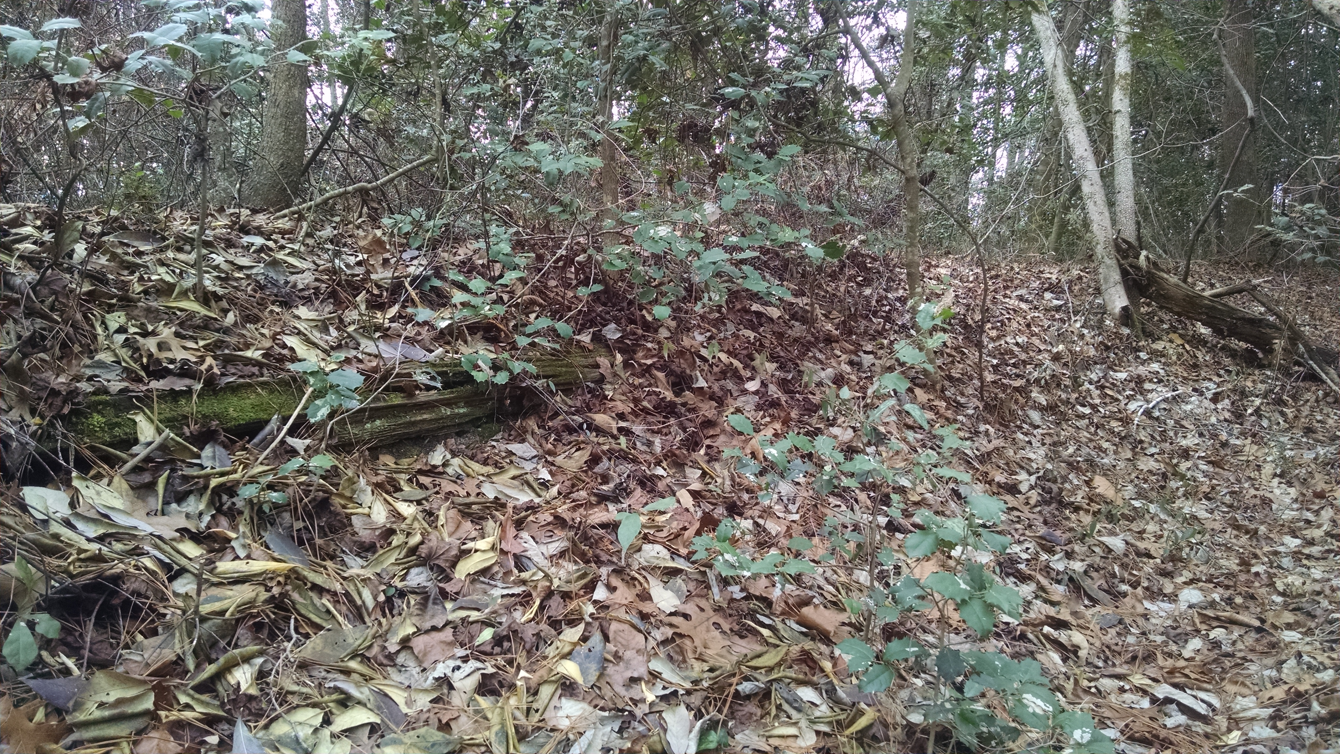 Earthworks built by the Army of Tennessee prior to their assault at Bentonville.