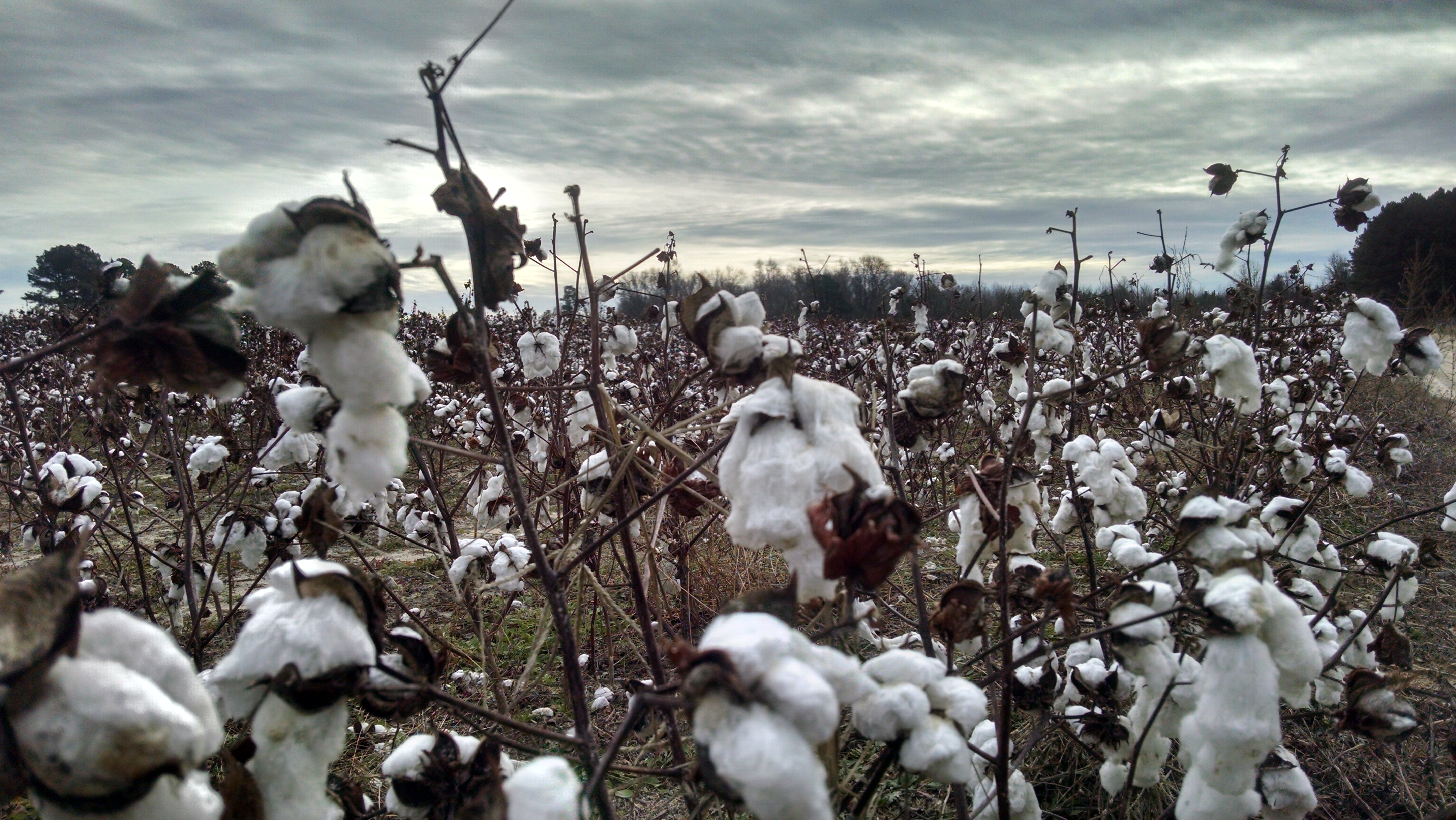 The Army of Tennessee advanced through this field and slammed into the XIV Corps.