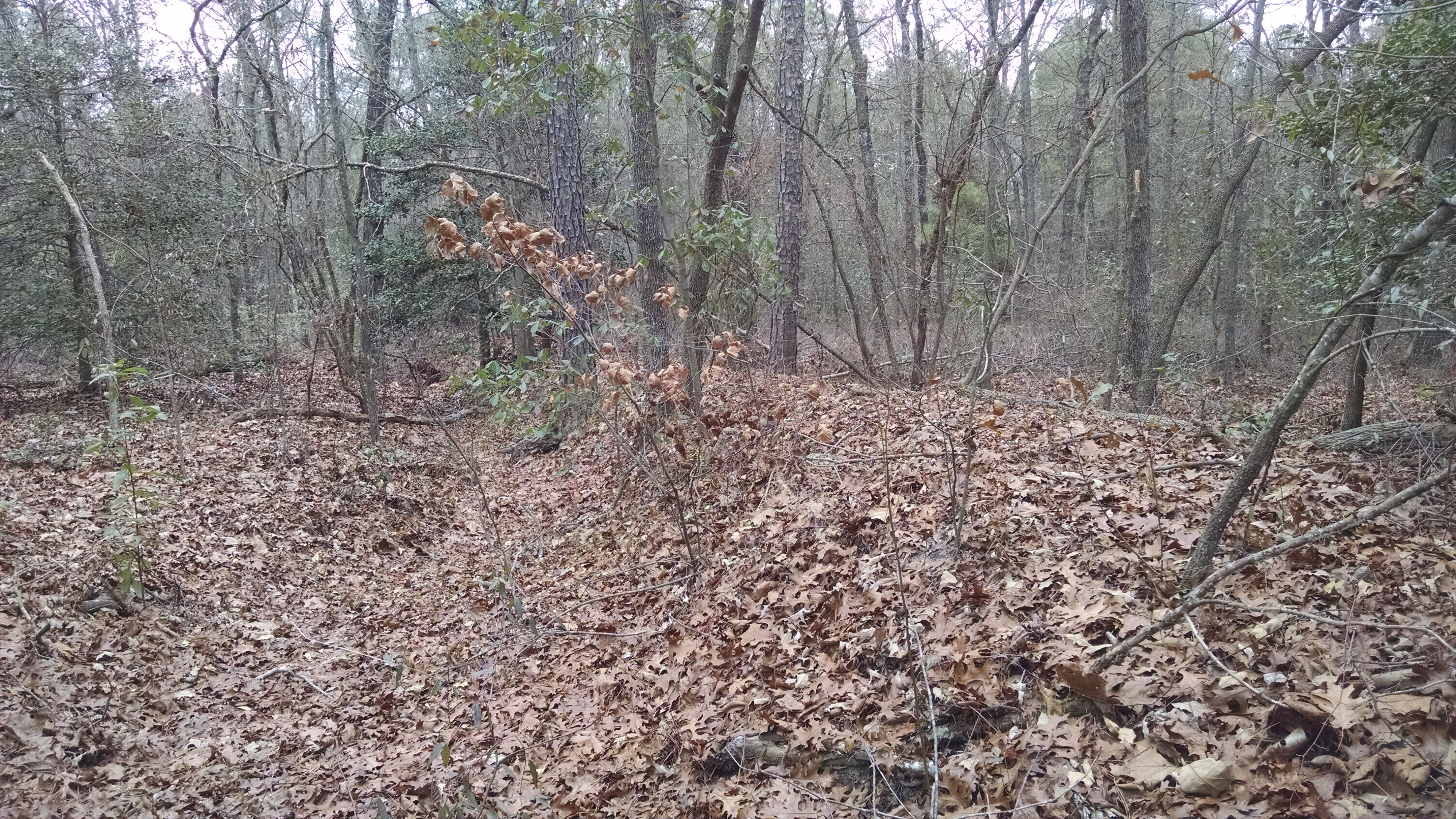Earthworks built by Hoke's division along Johnston's new line.