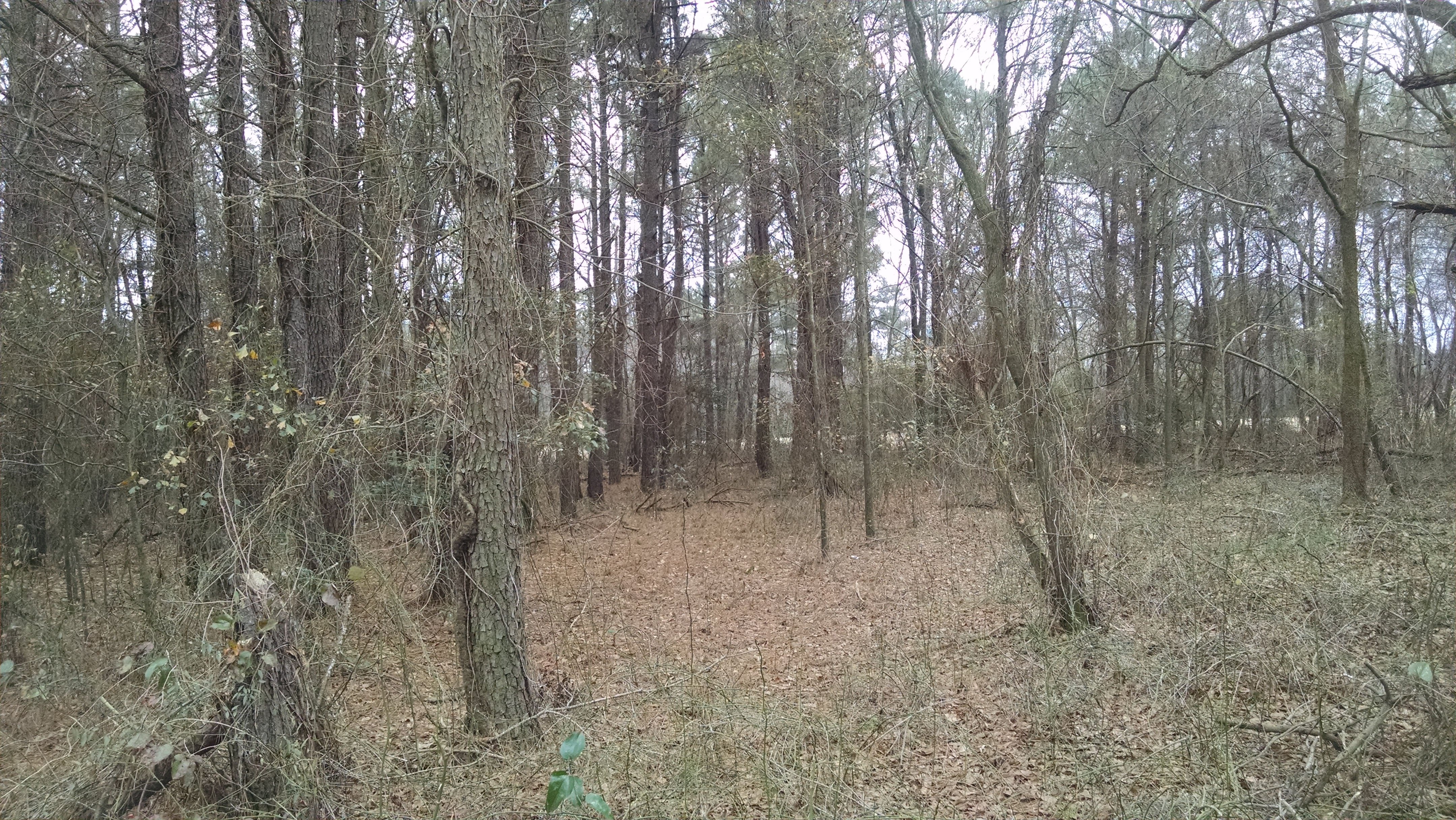 Mower's division advanced across this ground toward the Confederate line beyond.