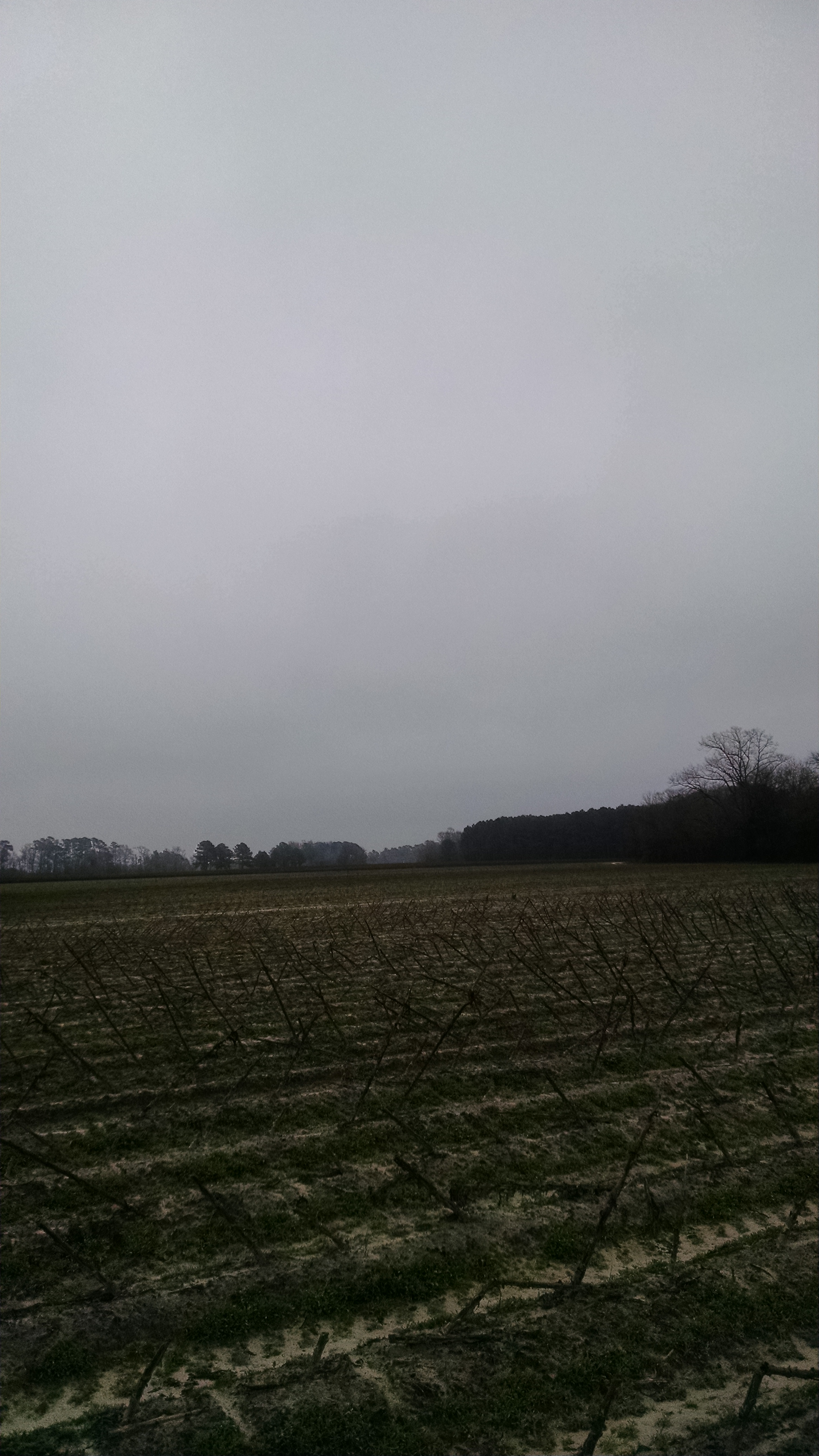 Looking south atop the Cole plateau toward the Goldsboro Road.