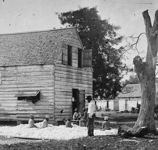 [Detail] - Cotton ready for the gin at Smith's Plantation in Port Royal, South Carolina.