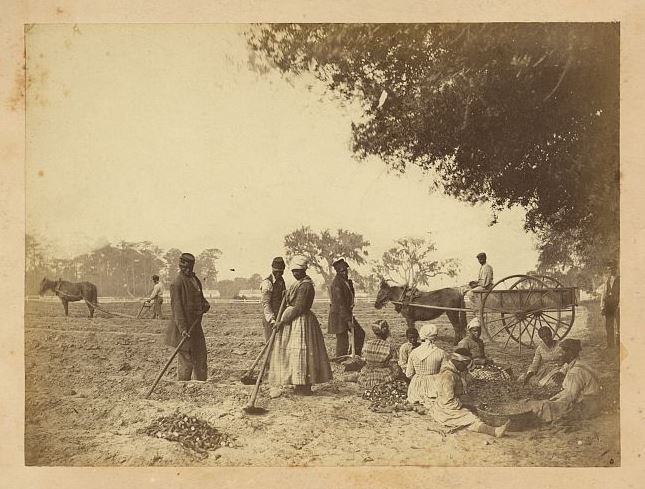 Members of a plantation in the Port Royal experiment planting sweet potatoes.