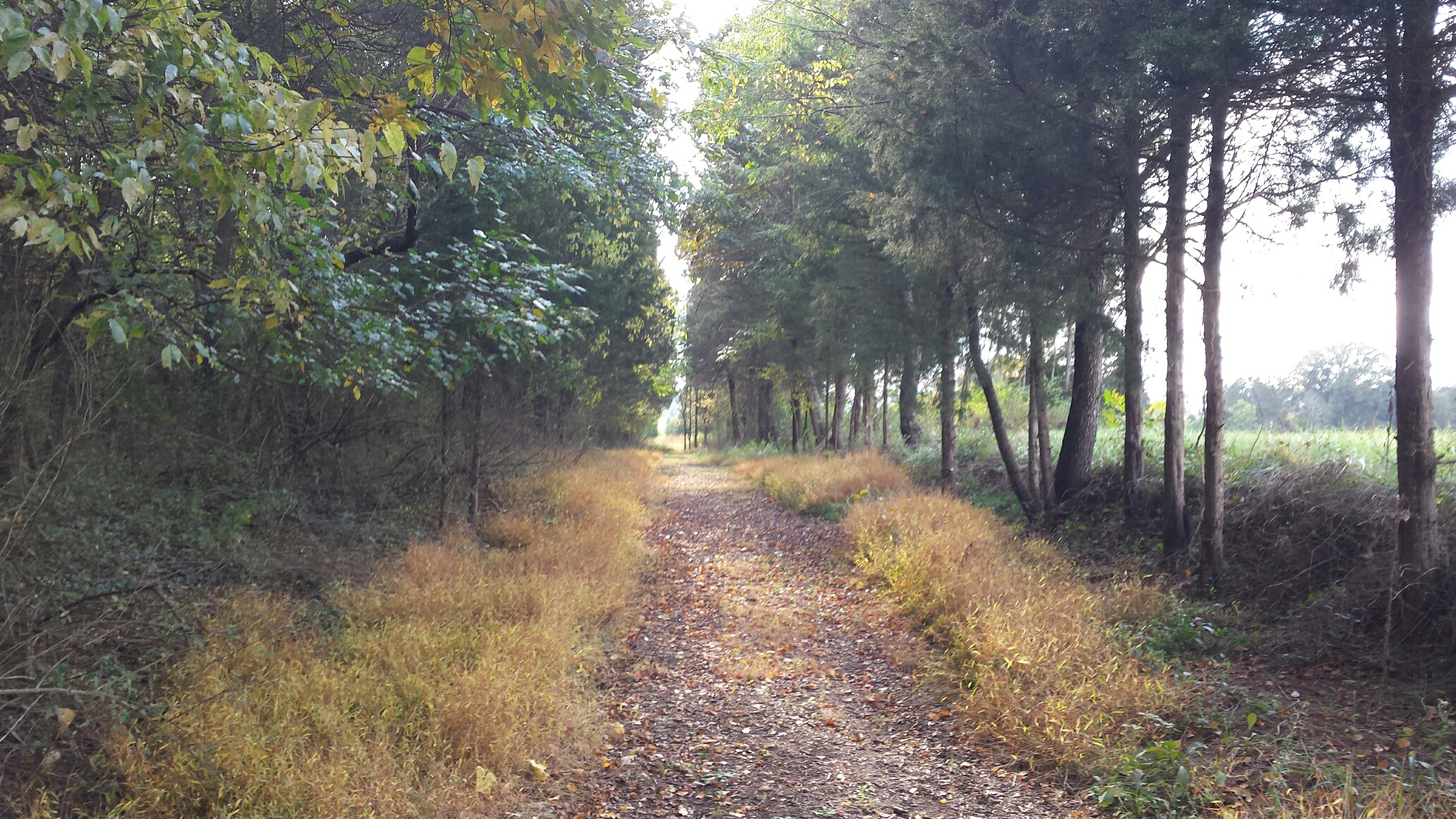 This roadbed held the Federal skirmish line facing Cooke's Confederates