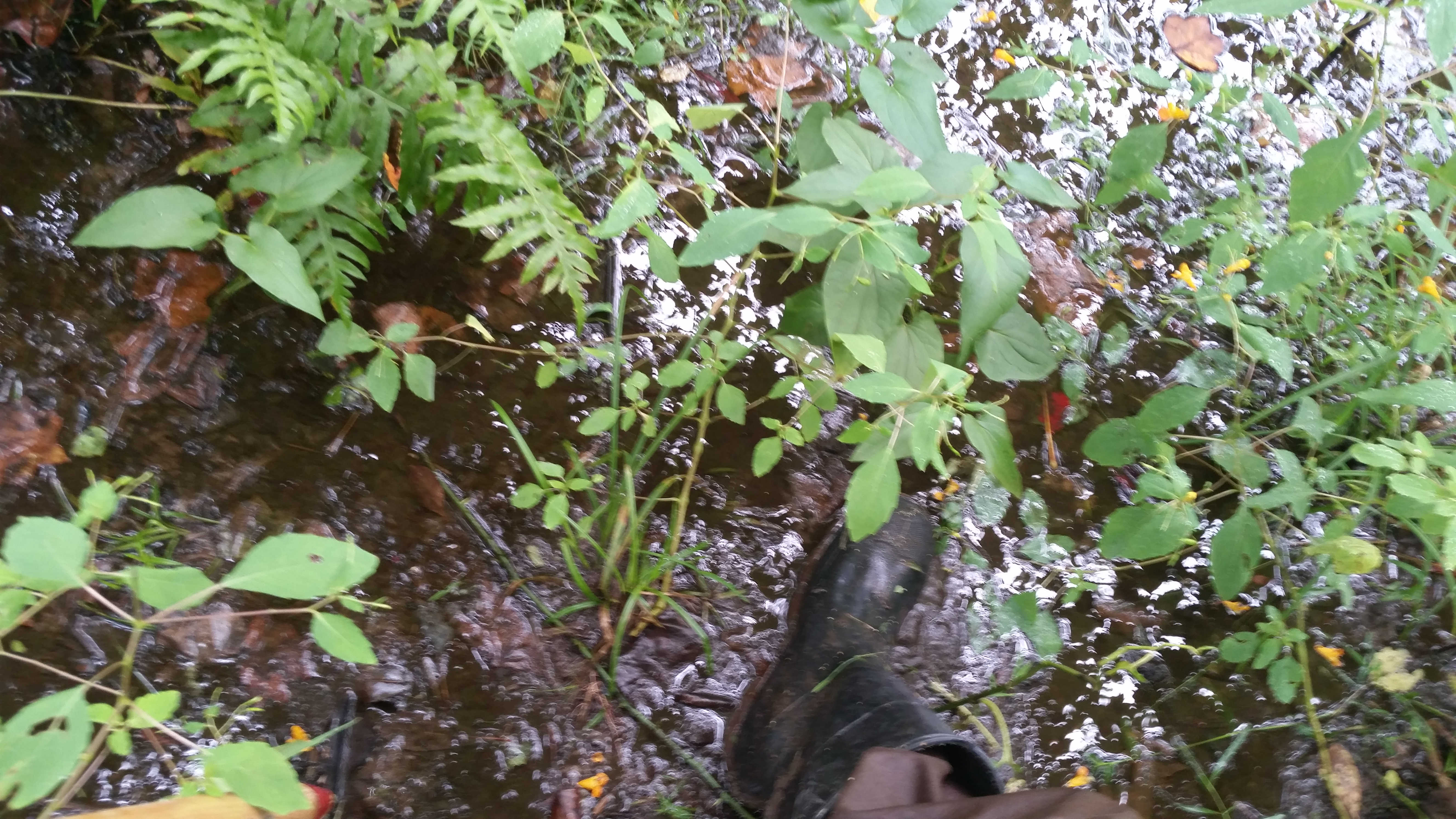 Arthur's Swamp flooded