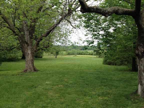 May 01 2016-front yard
