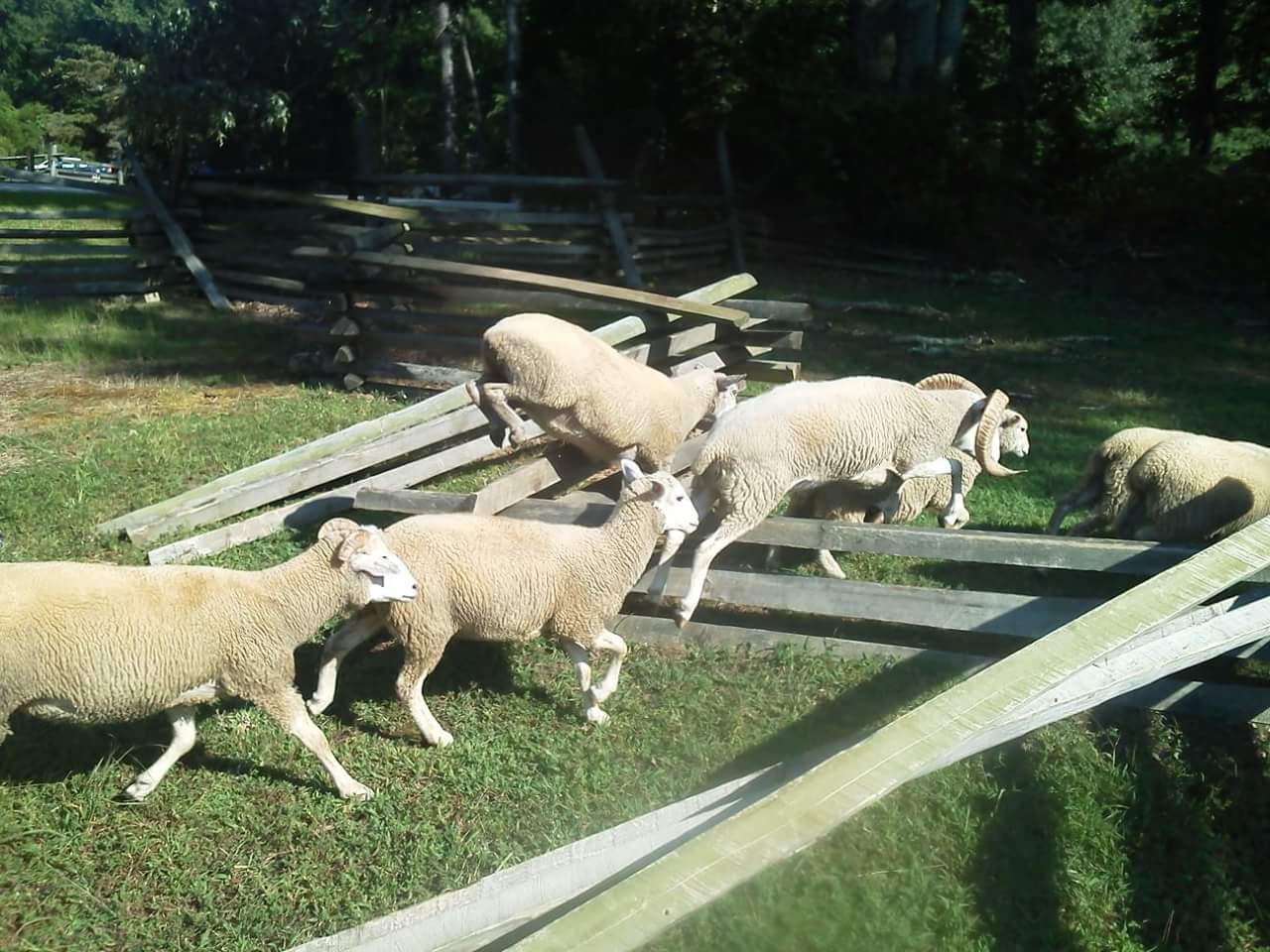 Sheep Over Fence