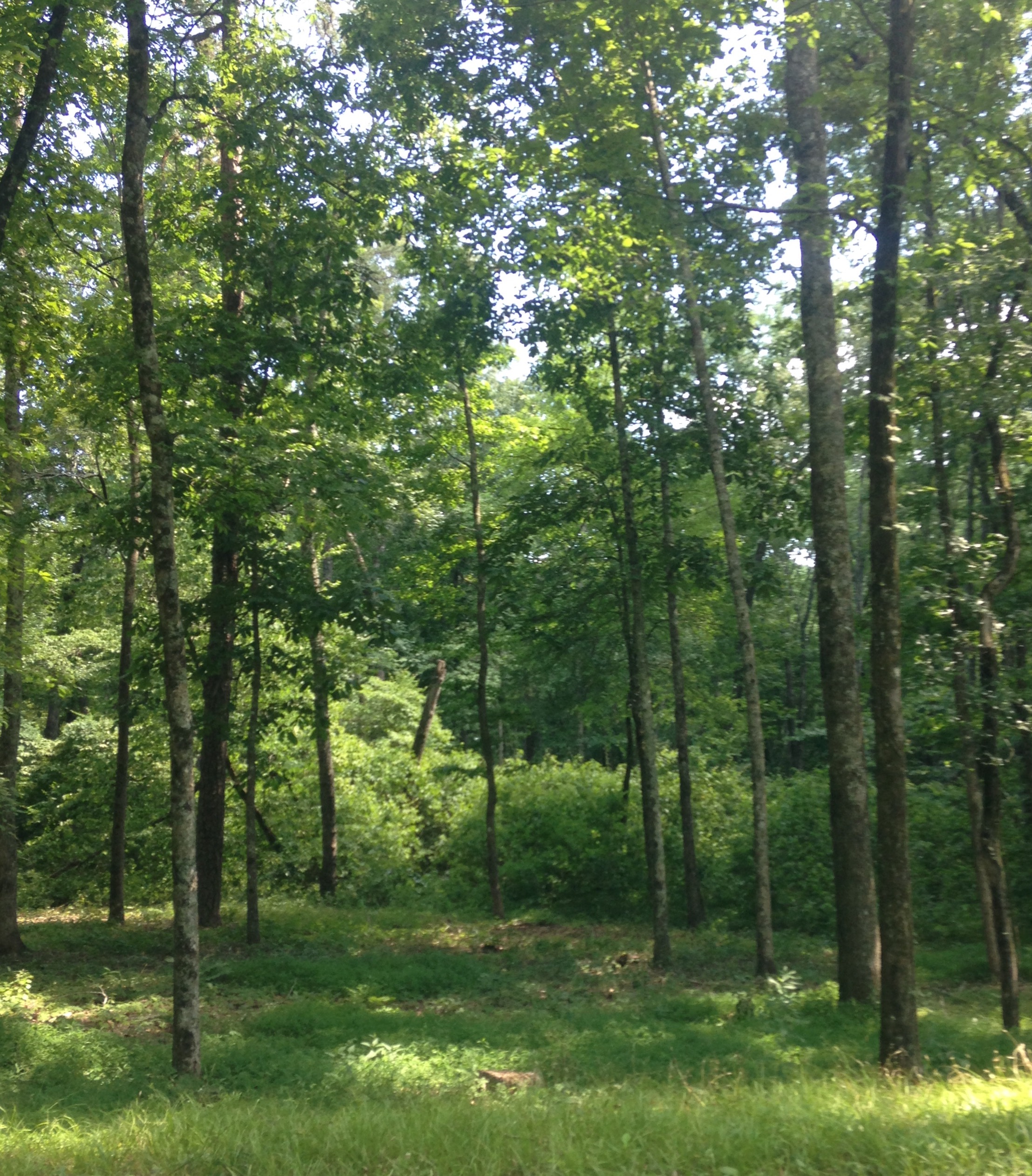 Chickamauga Battlefield