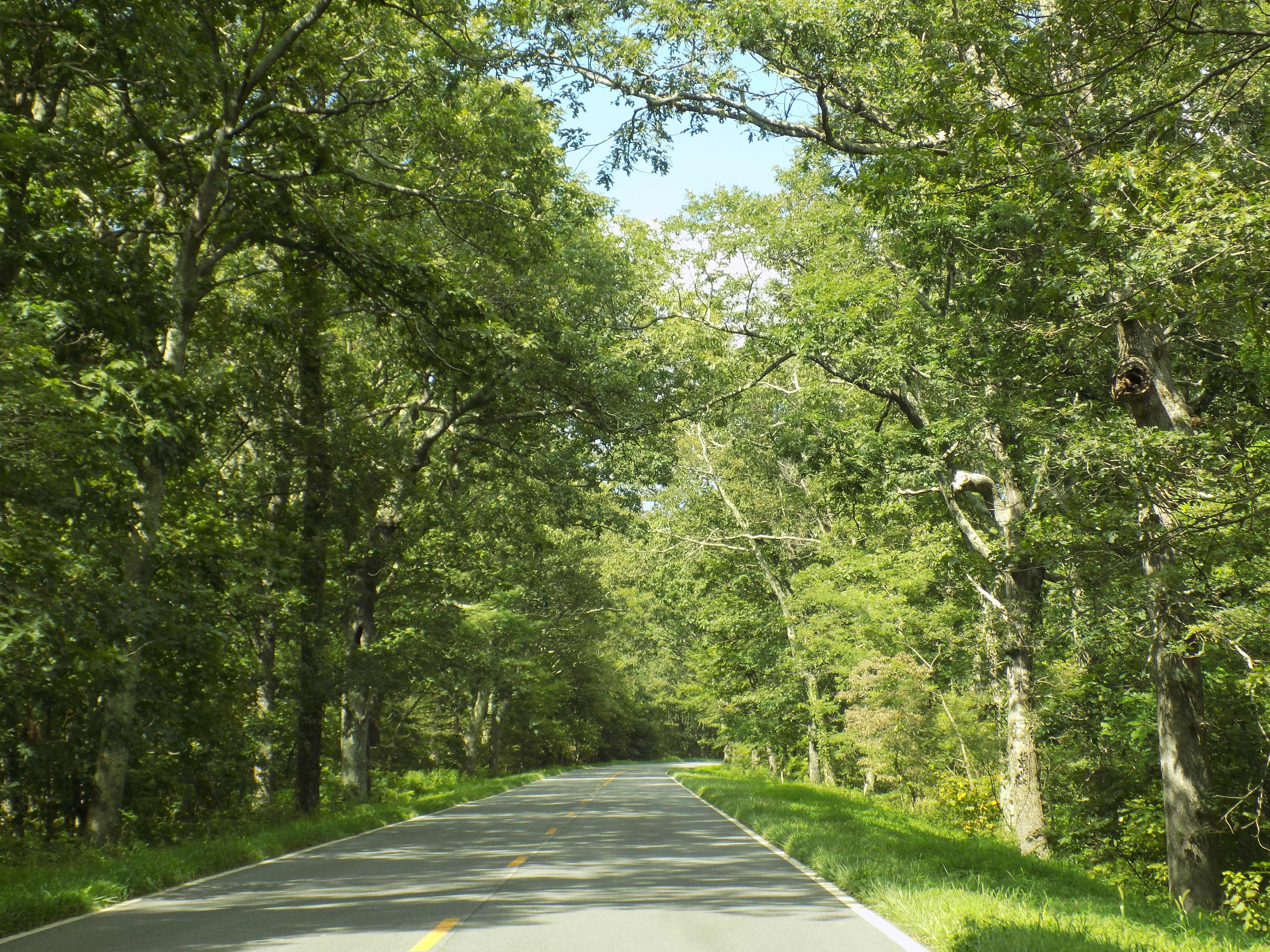 A wooded section of Skyline Drive during the summer season. (Go in autumn and take pictures to make me jealous!)