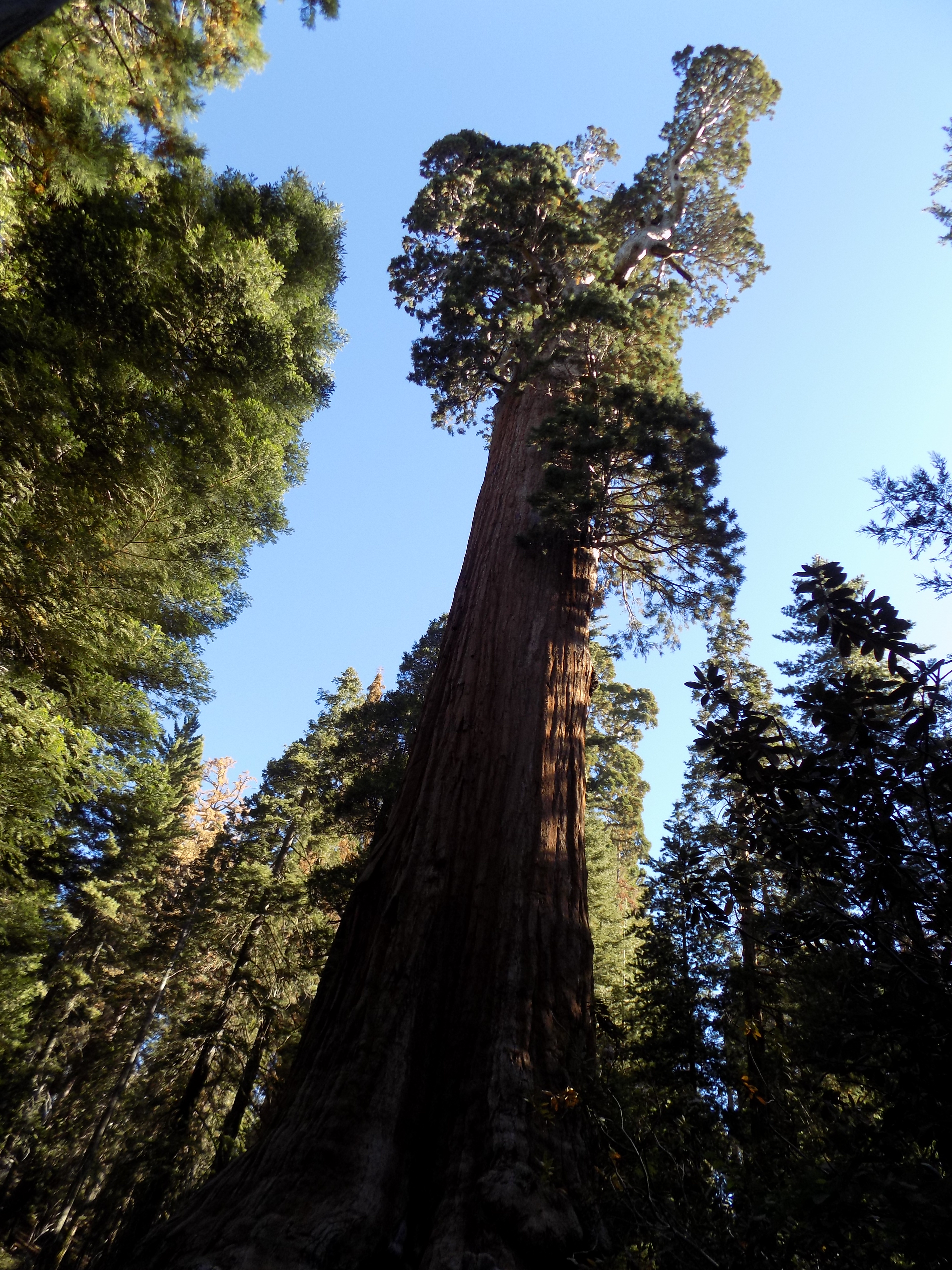 General Grant Tree