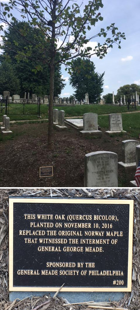 Meade Tree.jpg