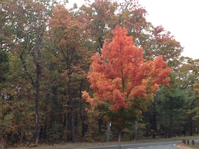 Orange Tree-BrRdPlRd