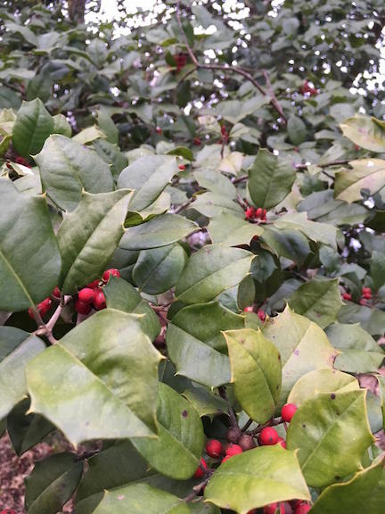 Holly @ C-ville