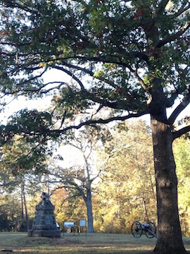 SedgwickTree