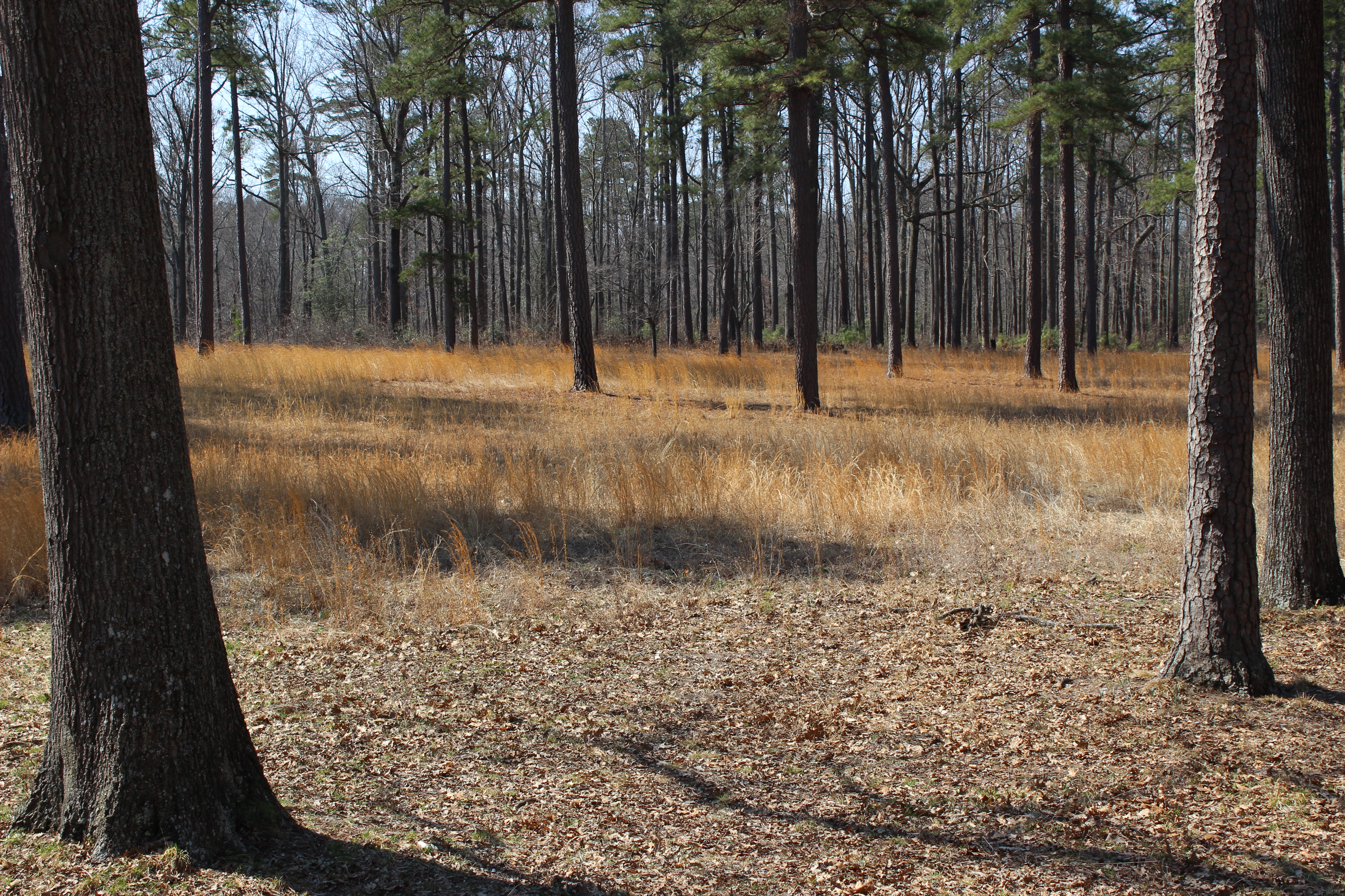 View toward Confederate entrenchments from Union lines (author's collection)