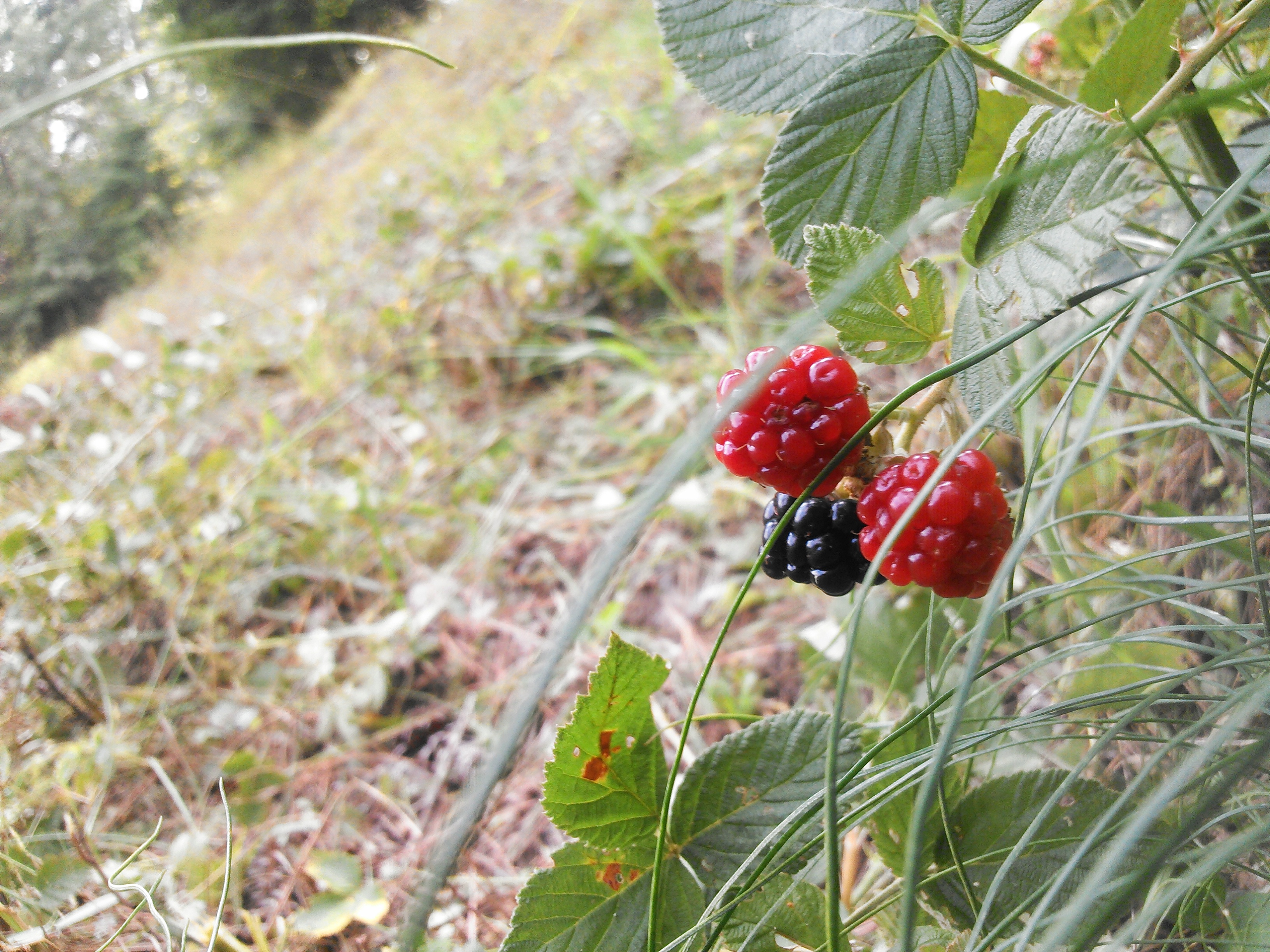 Earthwork Berries