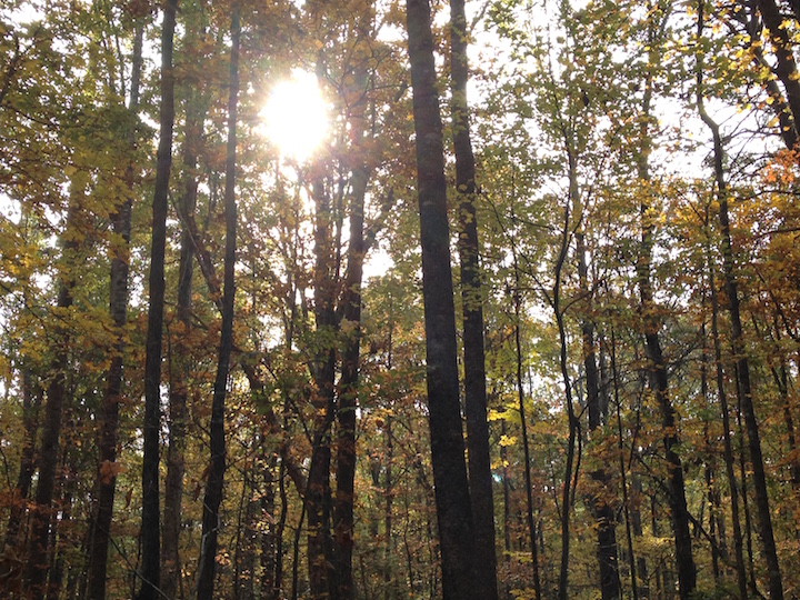 Wilderness-Sun Through Trees