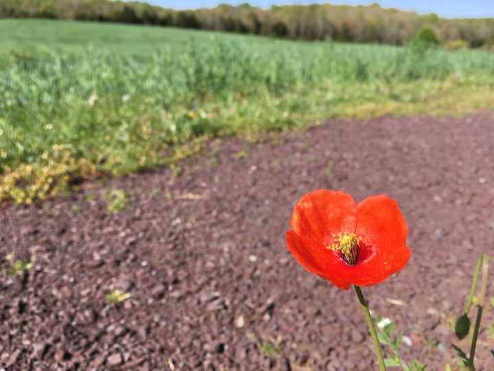 Day One poppy 2018