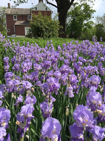 Irises at Ellwood