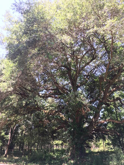 Witness Tree