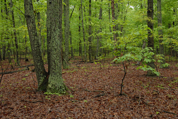 Spring growth in the Wilderness.JPG