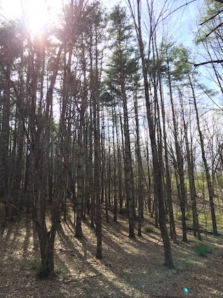 Sun over McDowell woods